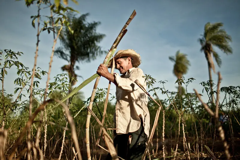 Agricultor trabajando entre las plantas de un cultivo.