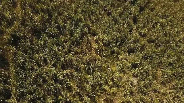 Cultivo de caña en el material histórico de El Capote