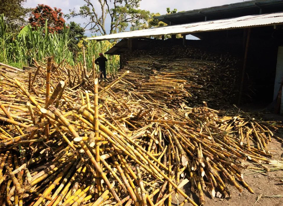 Sugarcane stacked outdoors and under a shed at the cane mill.